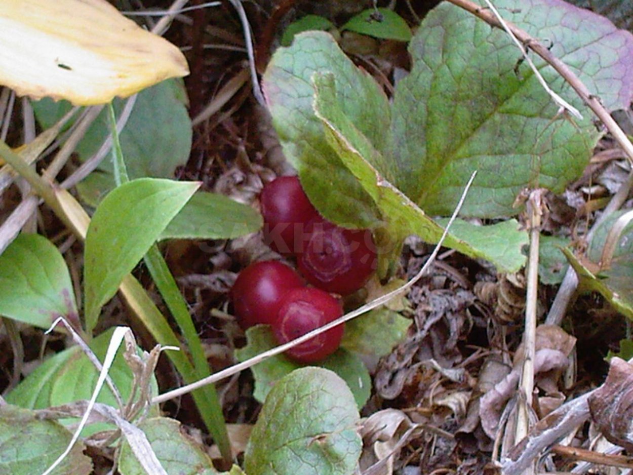 Красника клоповка