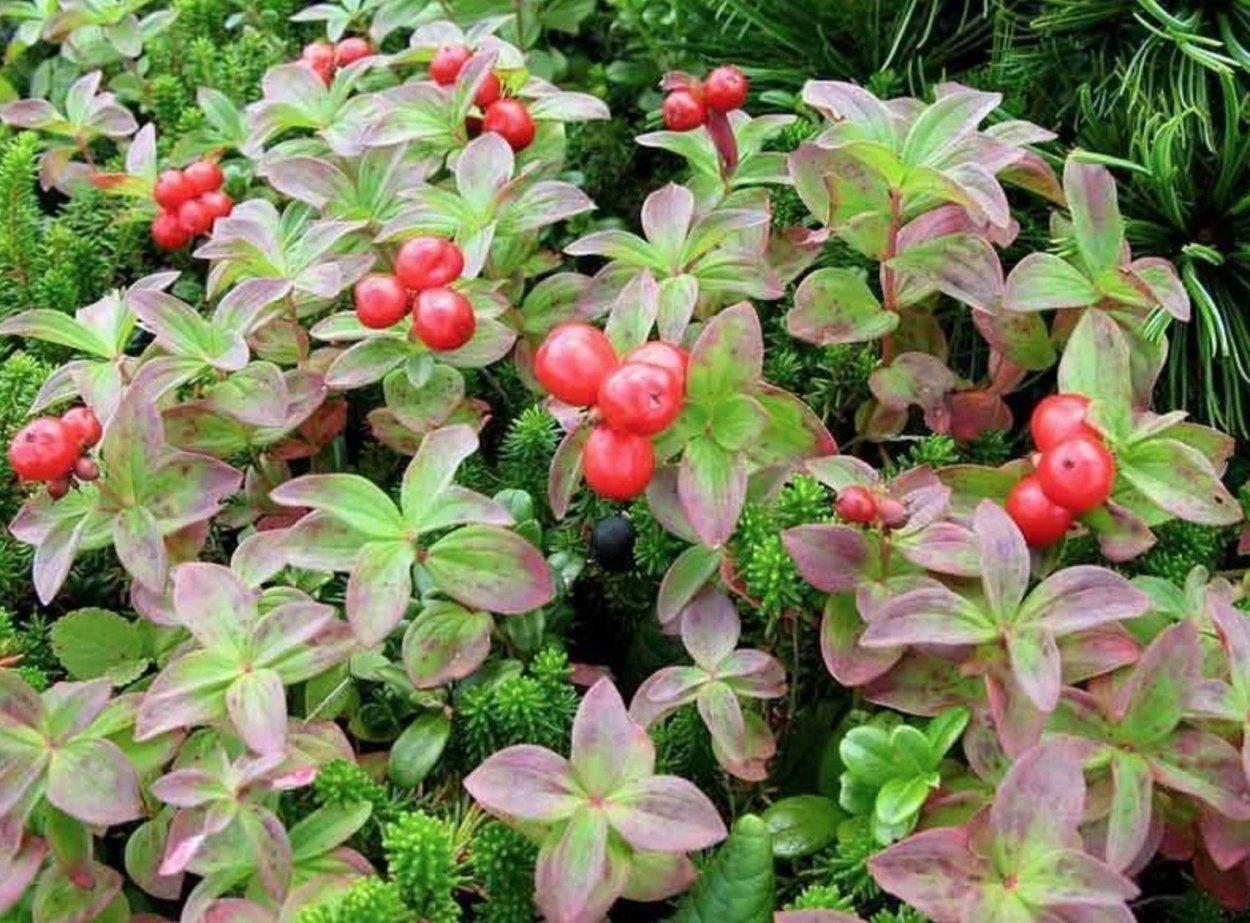 Брусника обыкновенная – Vaccínium Vítis-idaéa