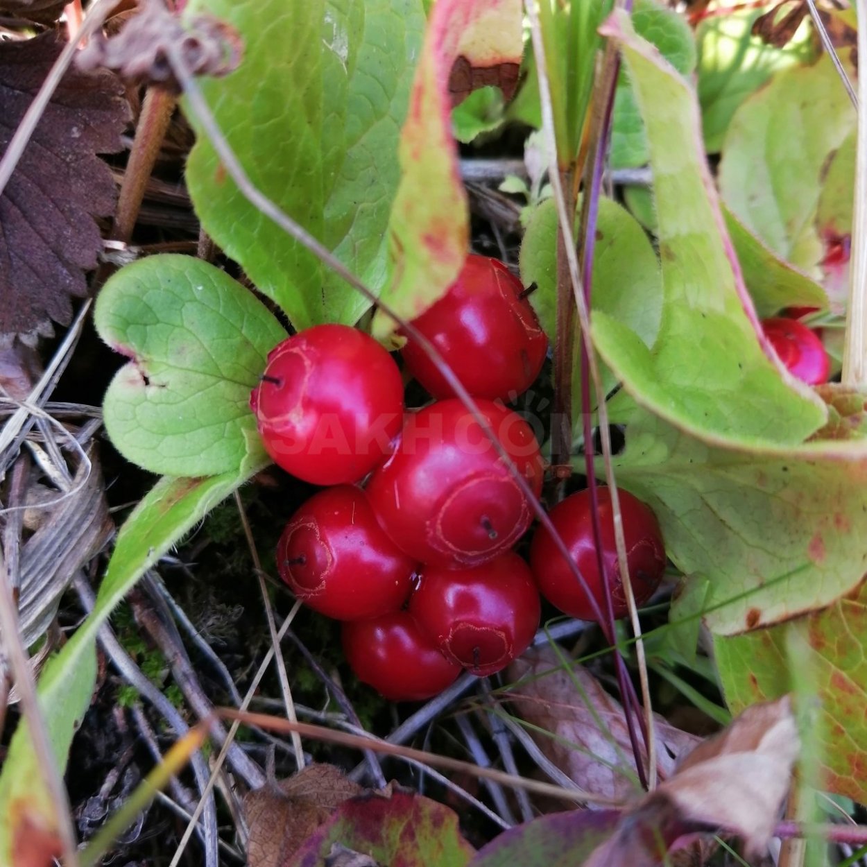 Ягоды тайги брусника