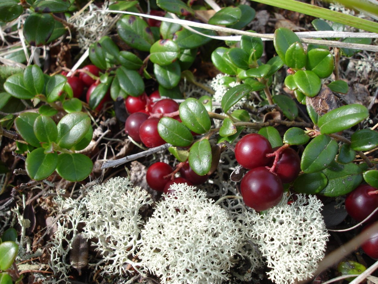 Брусника кустарничек