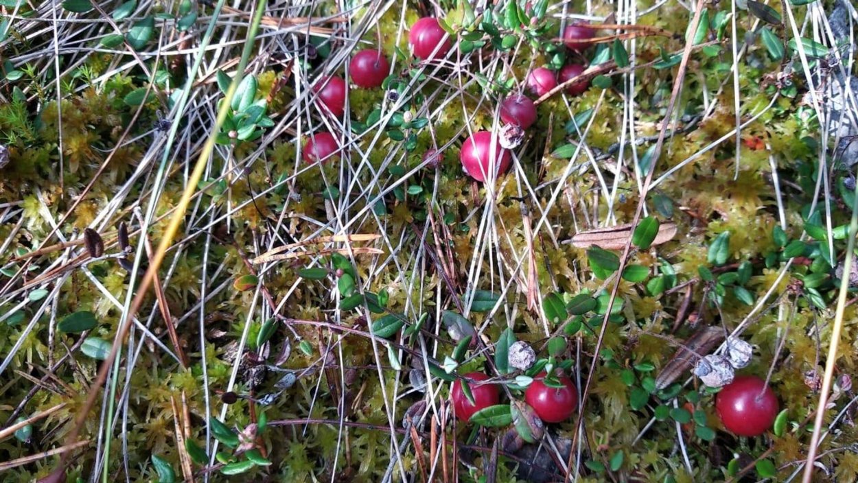 Брусника. Клюква. Красника