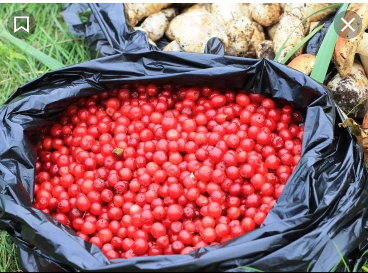 Красника Vaccinium Praestans