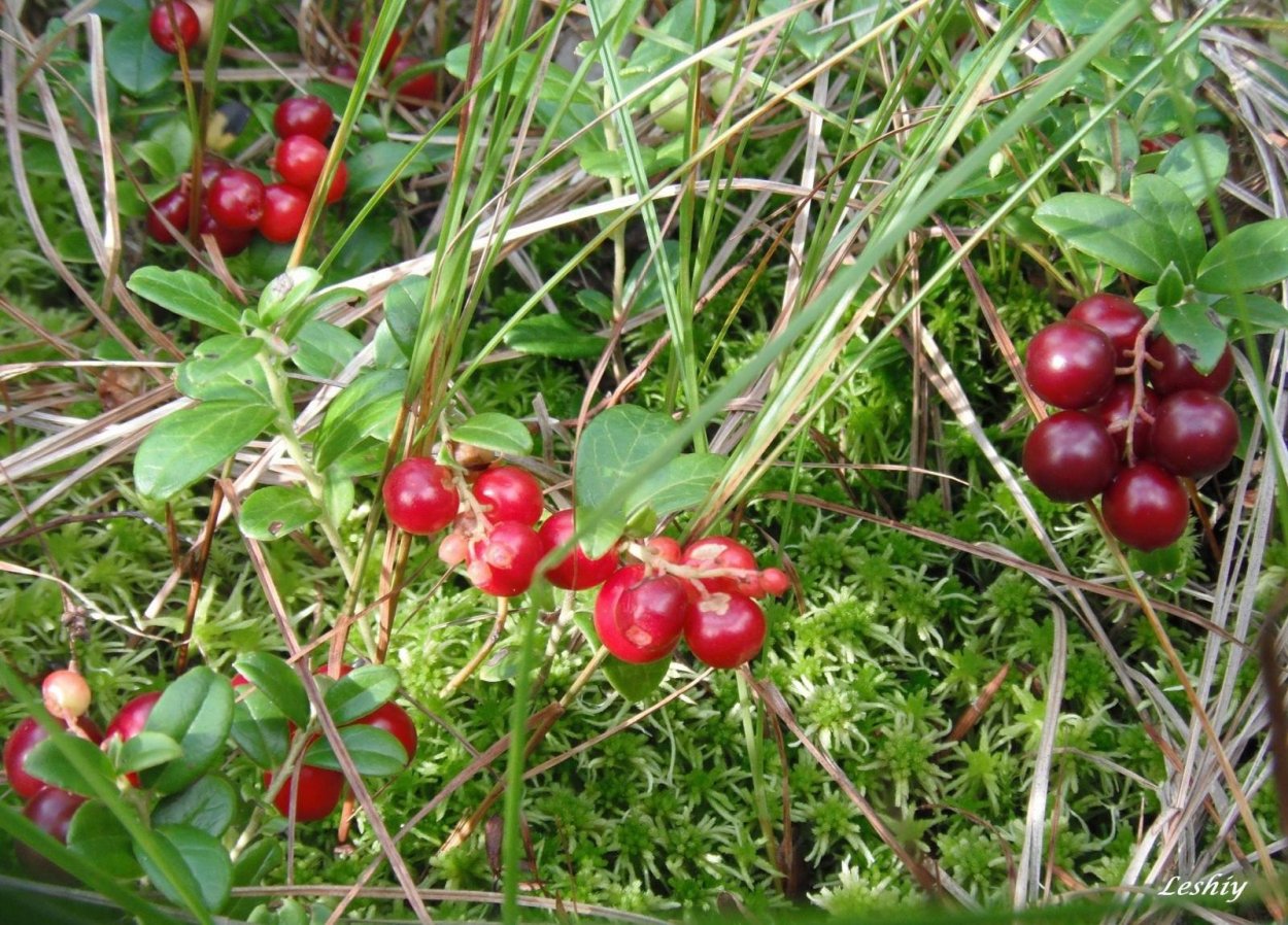 Клоповник ягода