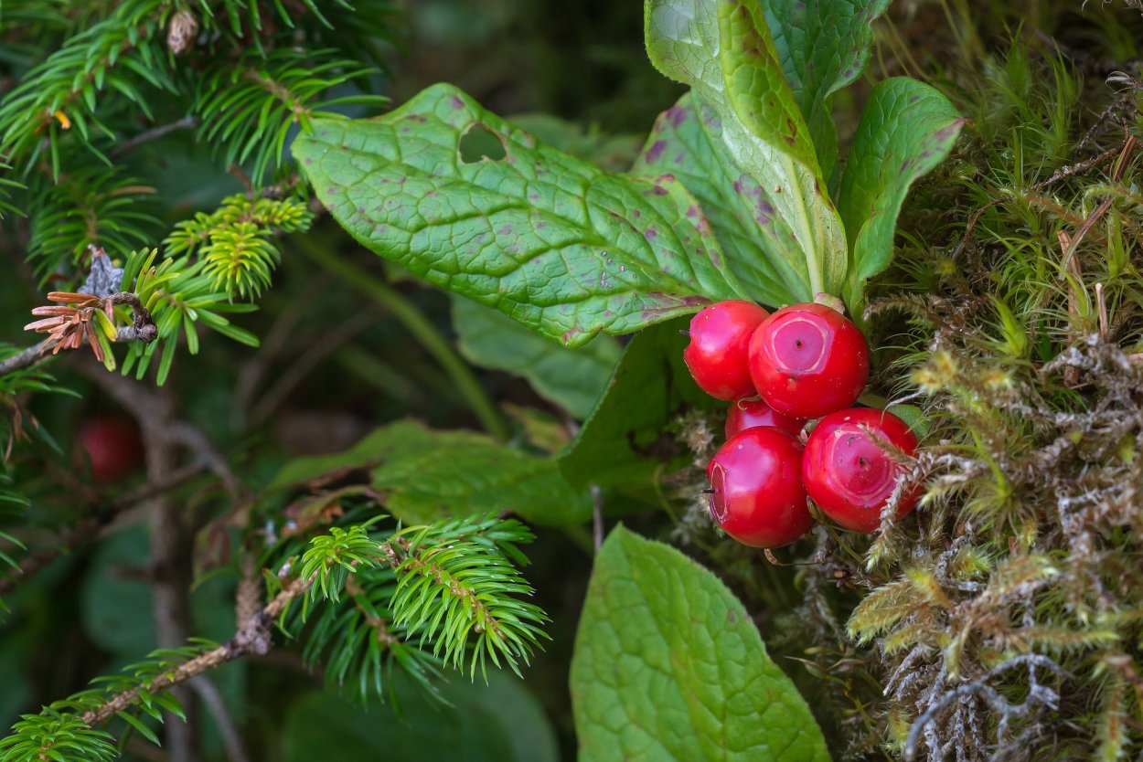 Красника Vaccinium Praestans