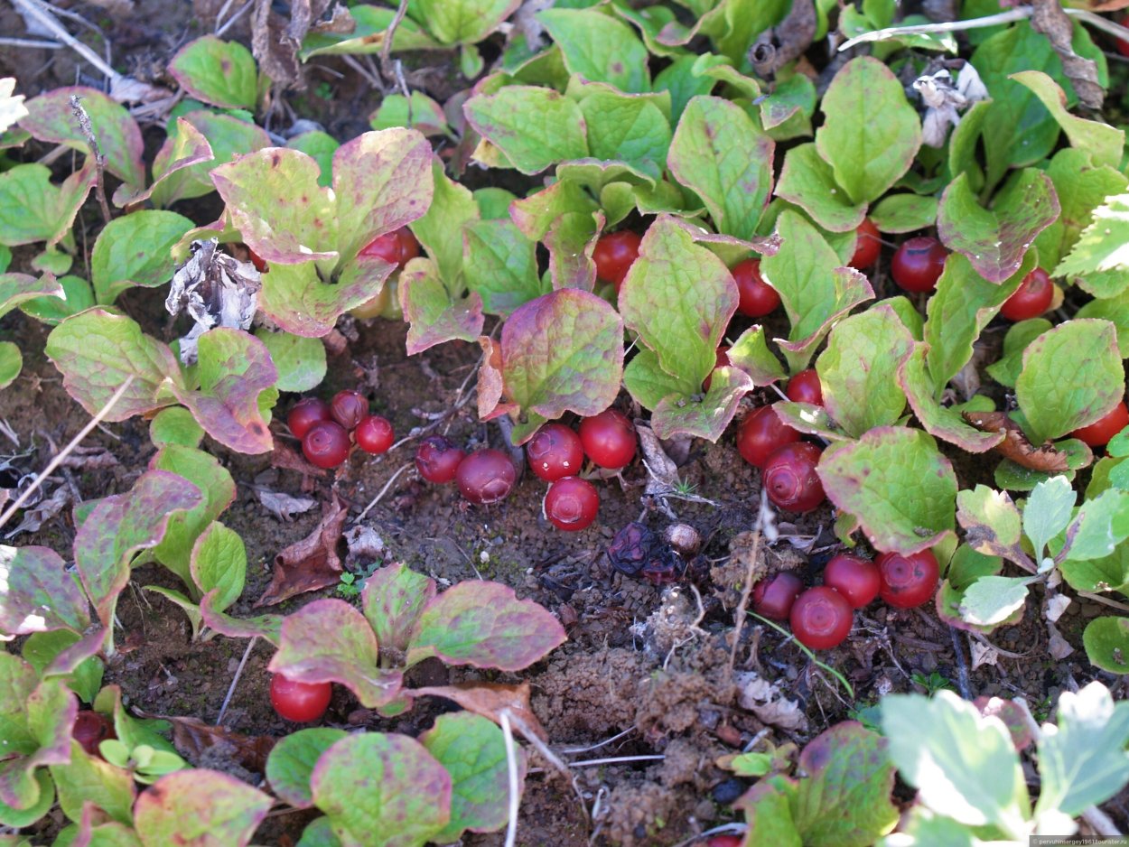 Брусника Эрнтезеген