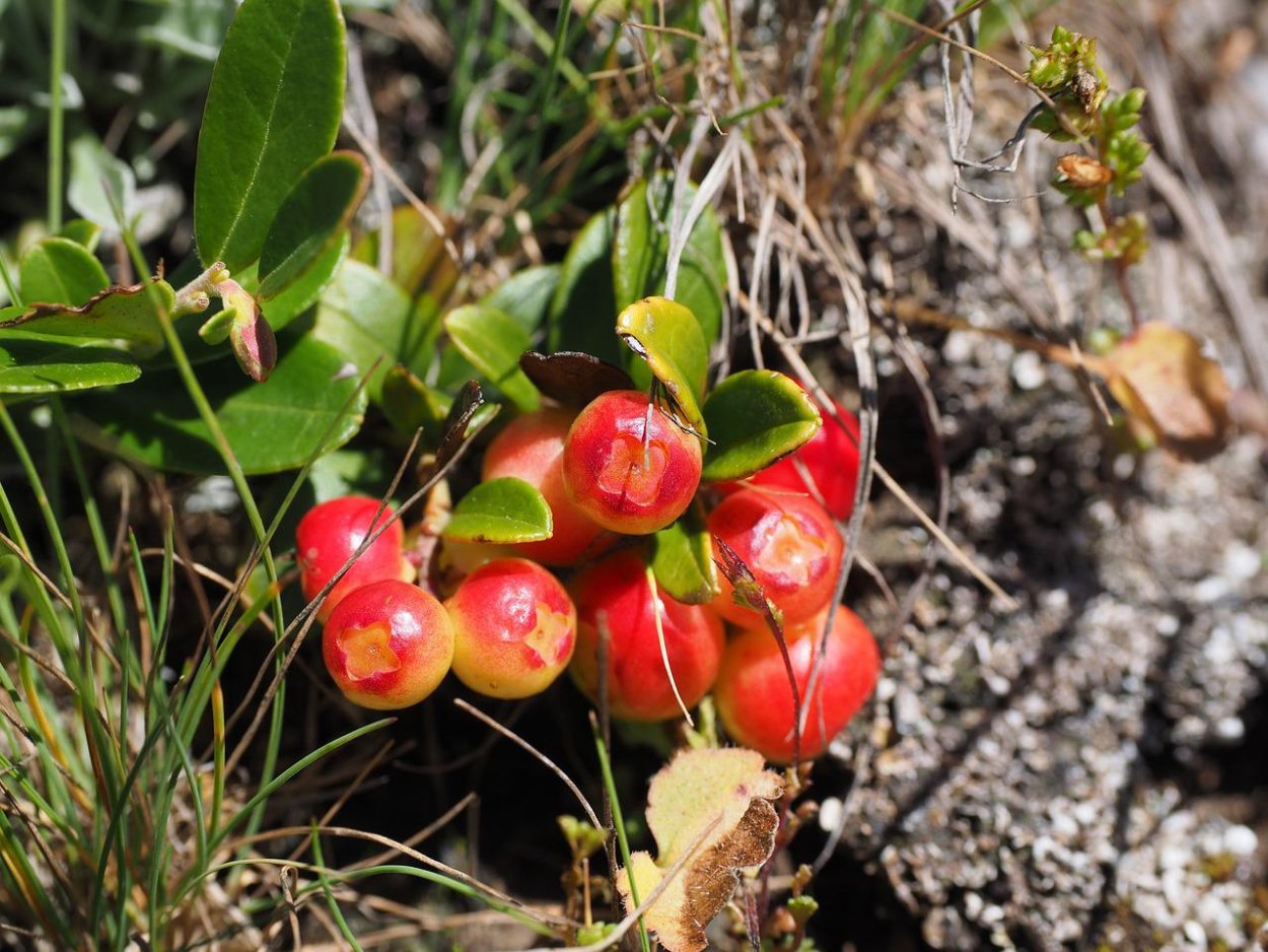 Брусника Руно Белявское