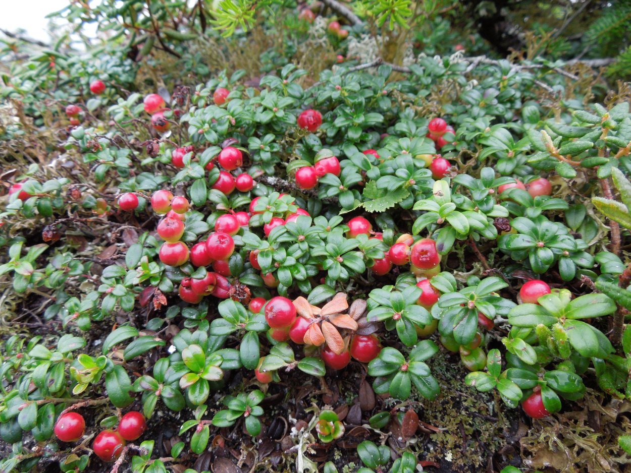 Красника клоповка Сахалинская
