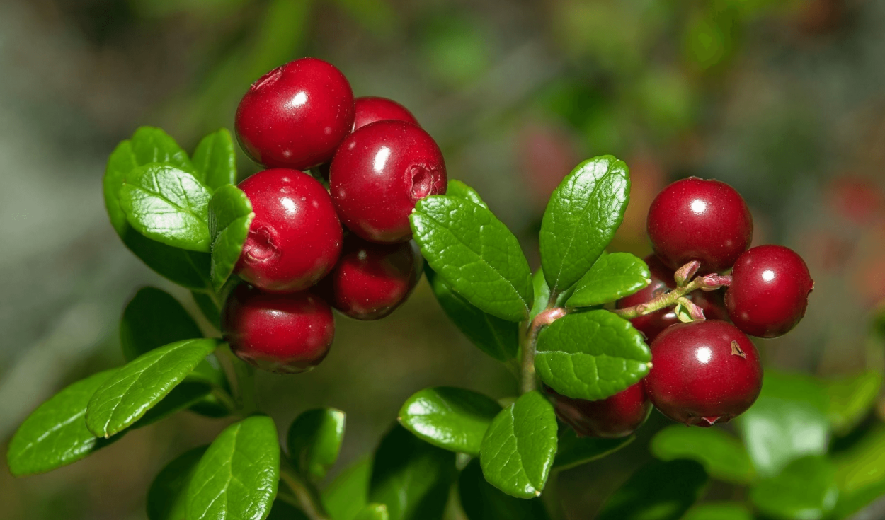 Морошка в Карелии