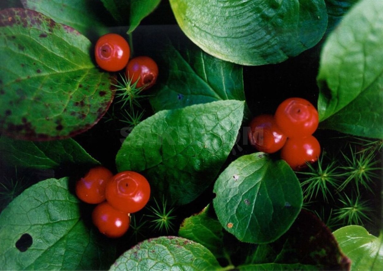 Ягоды Сахалина костяника