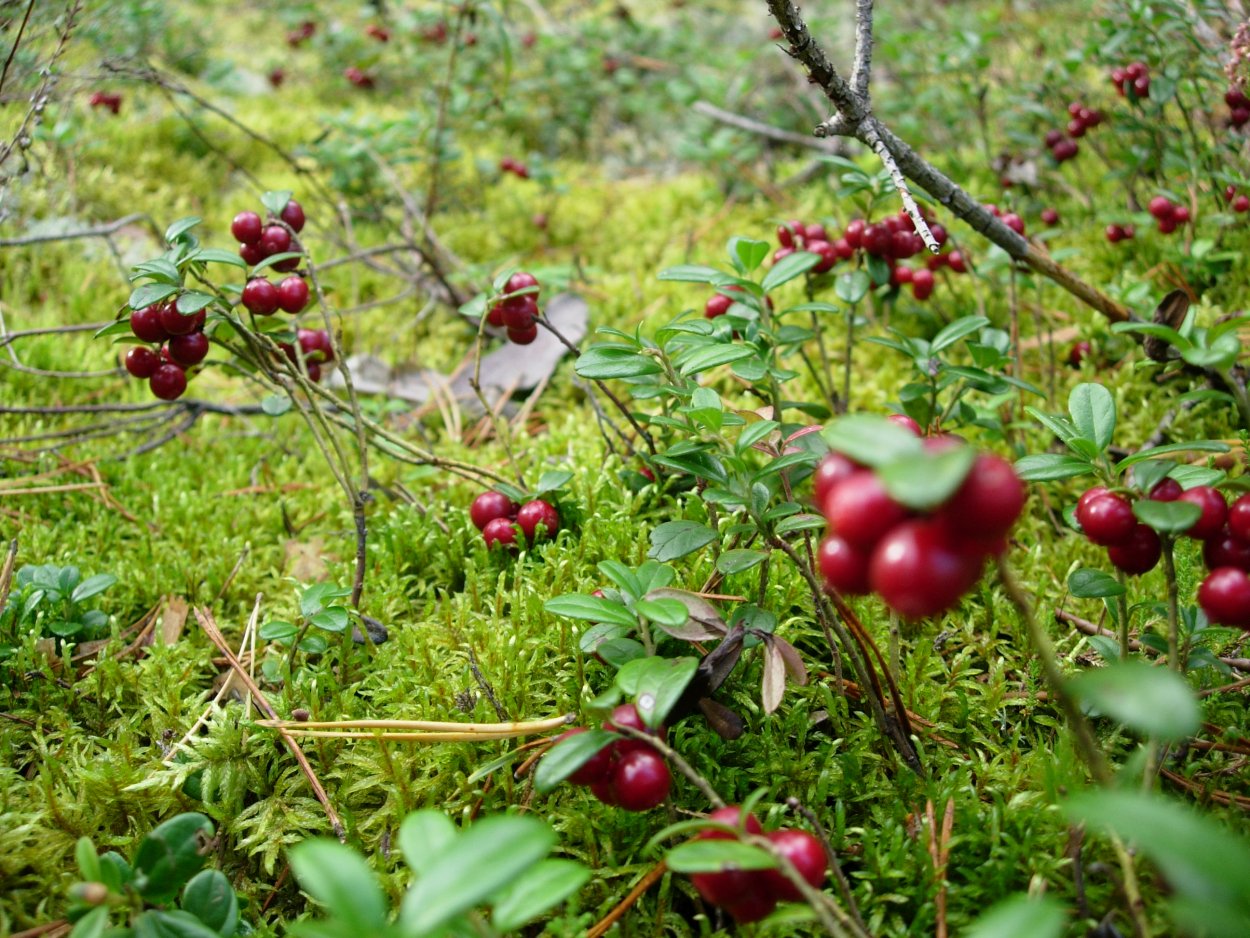 Брусника в Ленинградской области