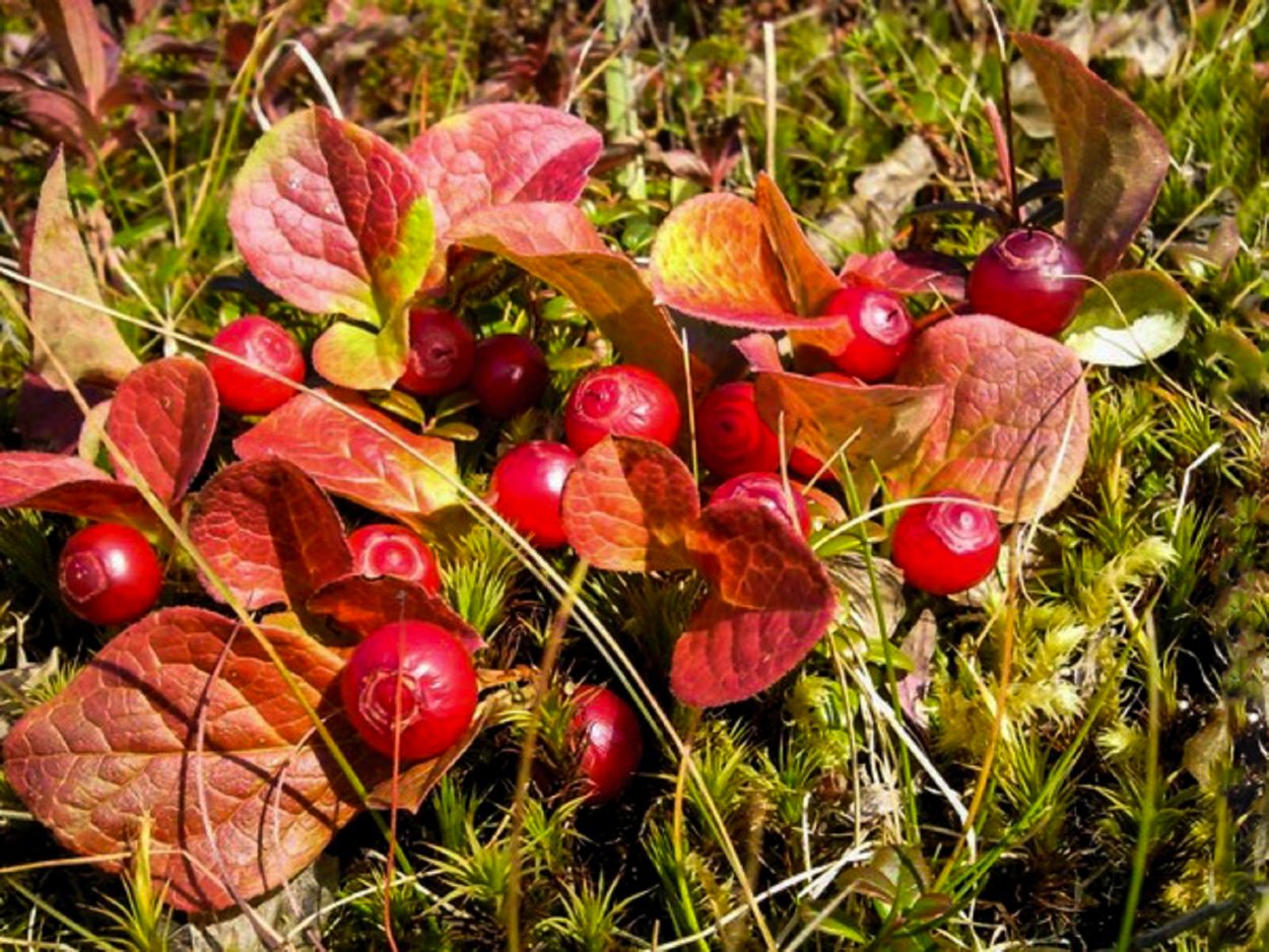 Клоповка Сахалинская ягода