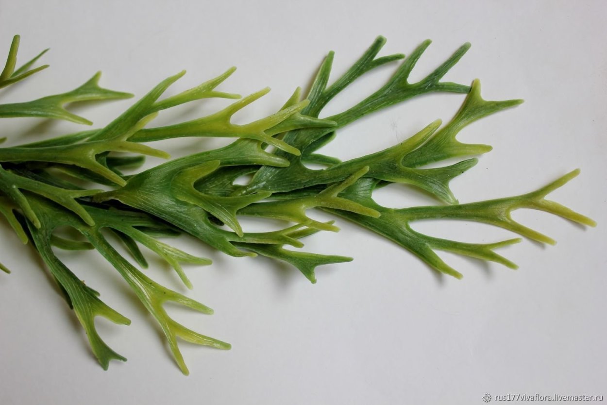 Tylecodon buchholzianus