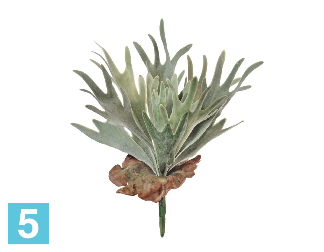 Стегхорн (Оленьи рога) куст ампельный