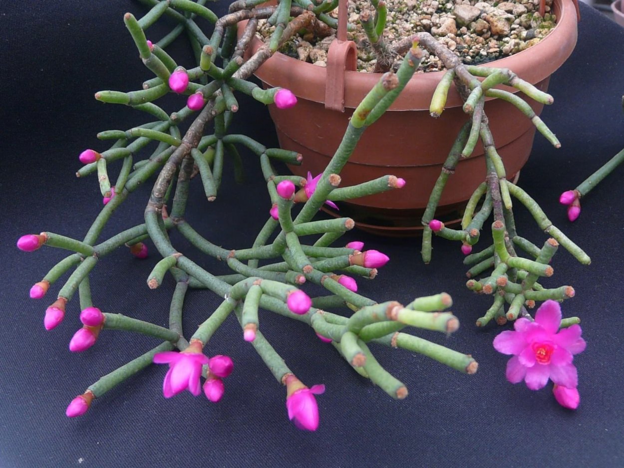 Суккулент Крассула Голлум