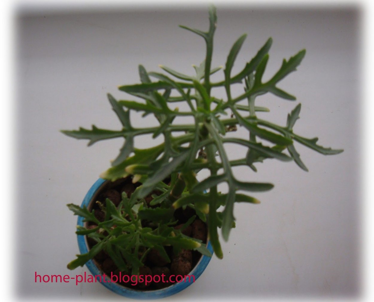 Каланхоэ Лациниата цветы