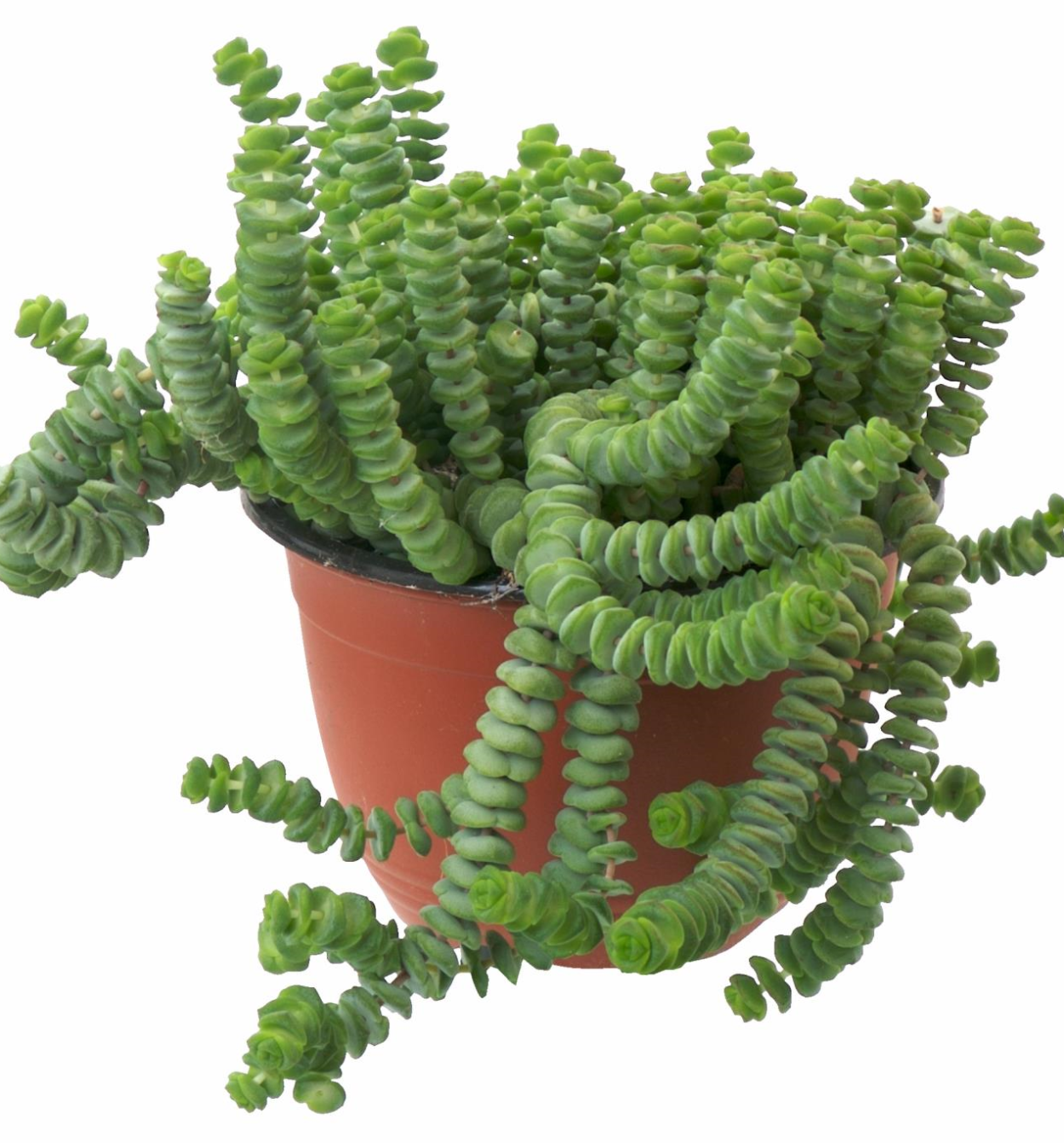 Каланхоэ Оленьи рога