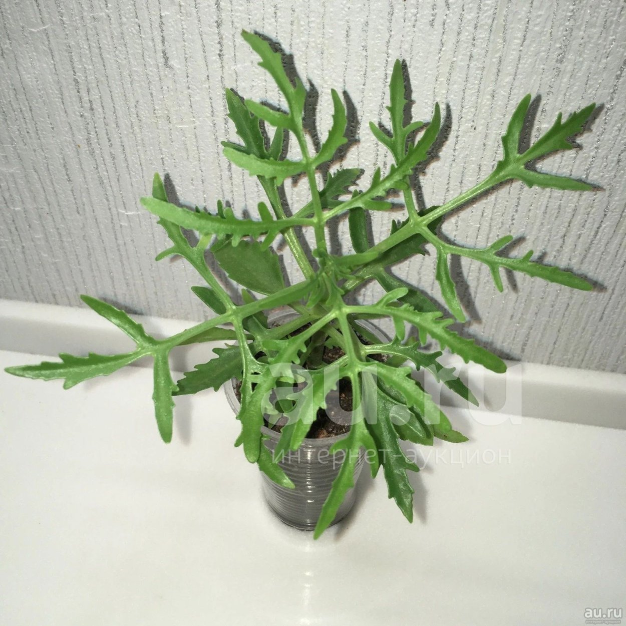 Platycerium alcicorne