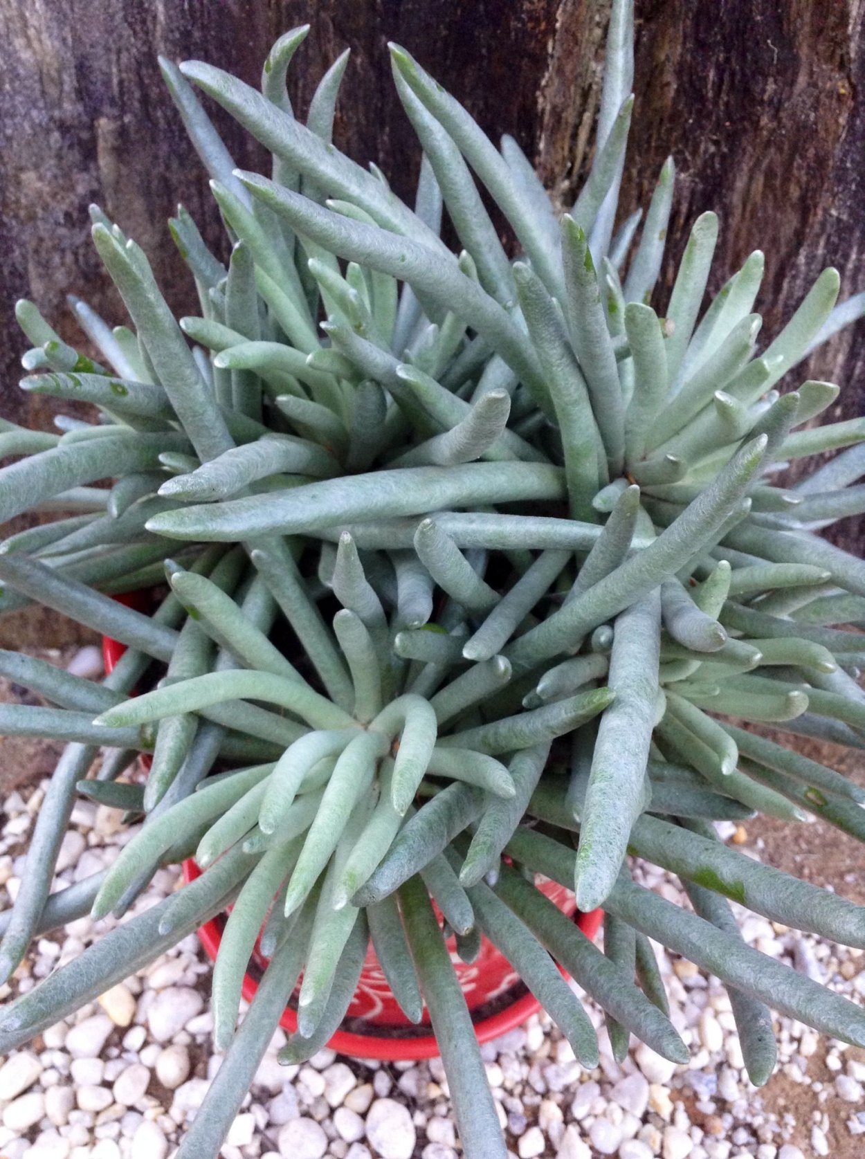 Платицериум бифуркатум