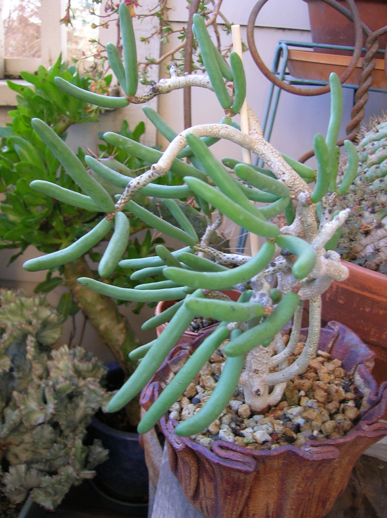 Каланхоэ Лациниата