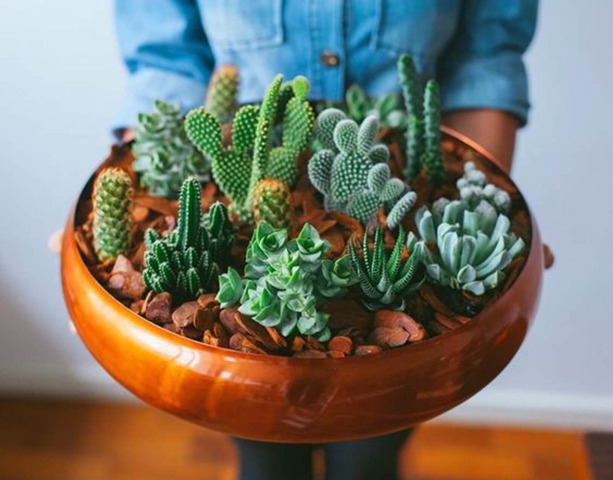 Каланхоэ Оленьи рога