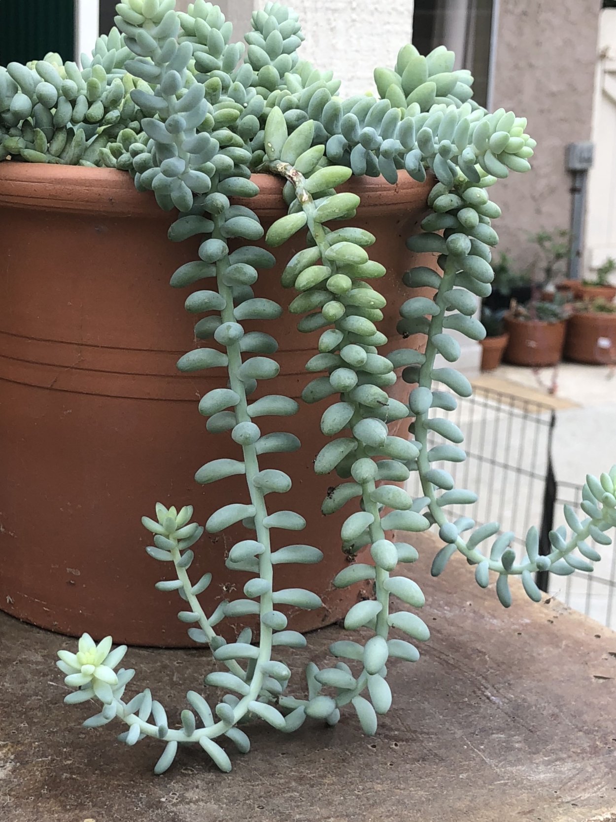 Платицериум Браам