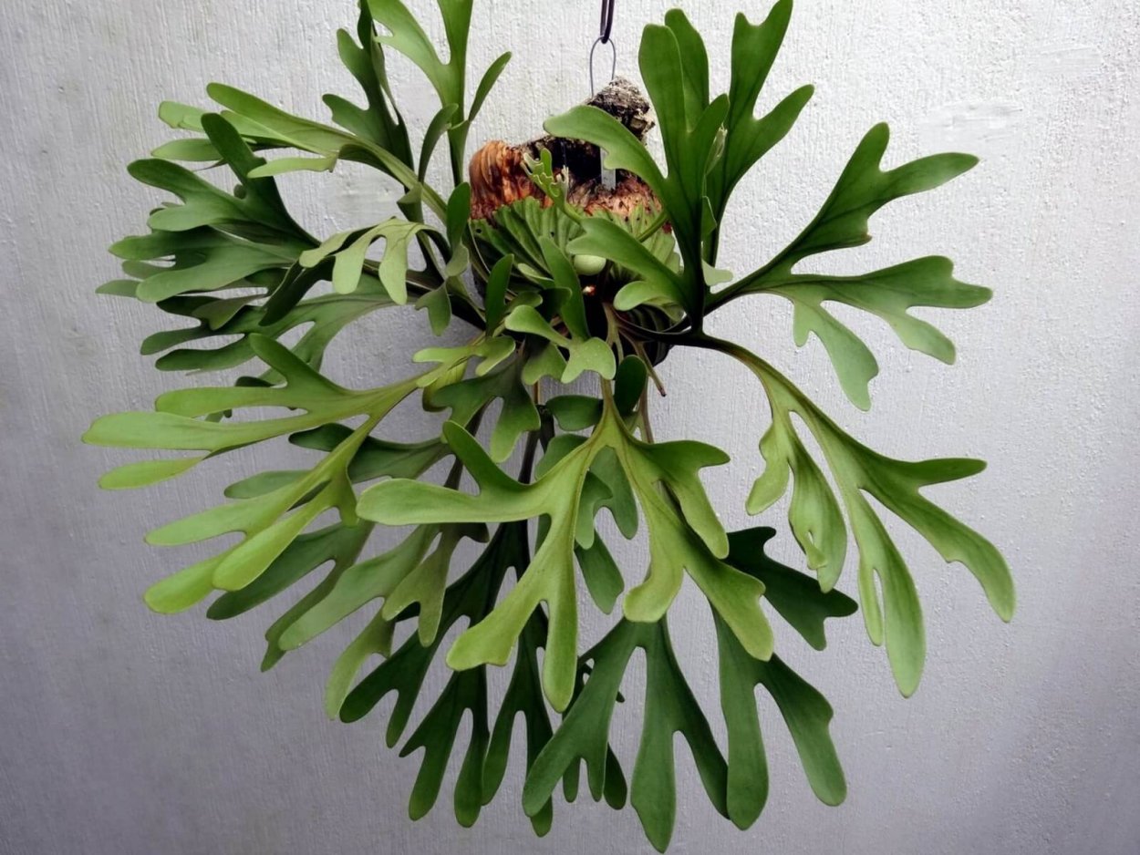 Папоротник Платицериум