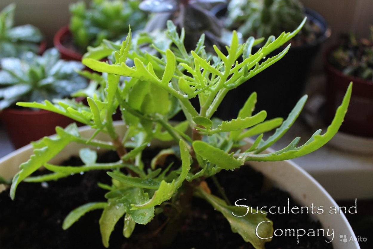 Оленьи рожки каланхоэ Лациниата