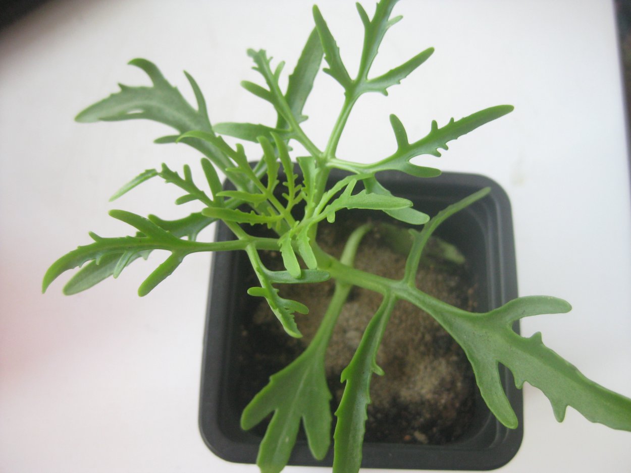 Каланхоэ Лациниата (Оленьи рога)