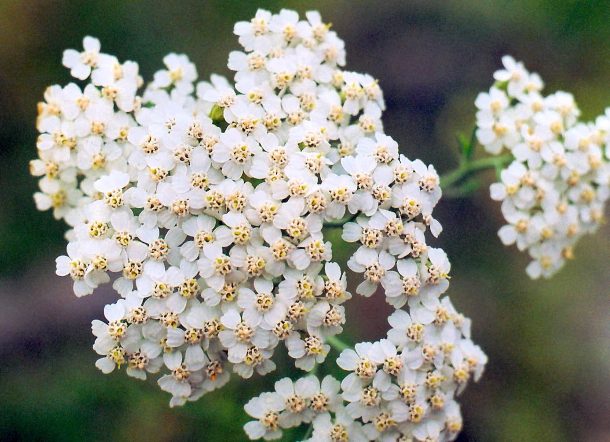 Тысячелистник Achillea