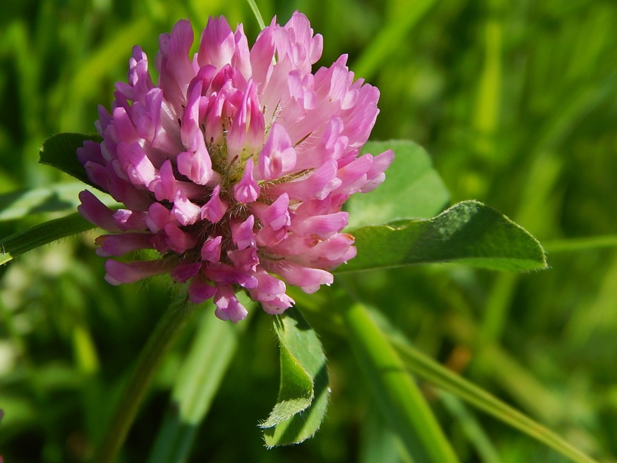 Кашка Клевер Луговой