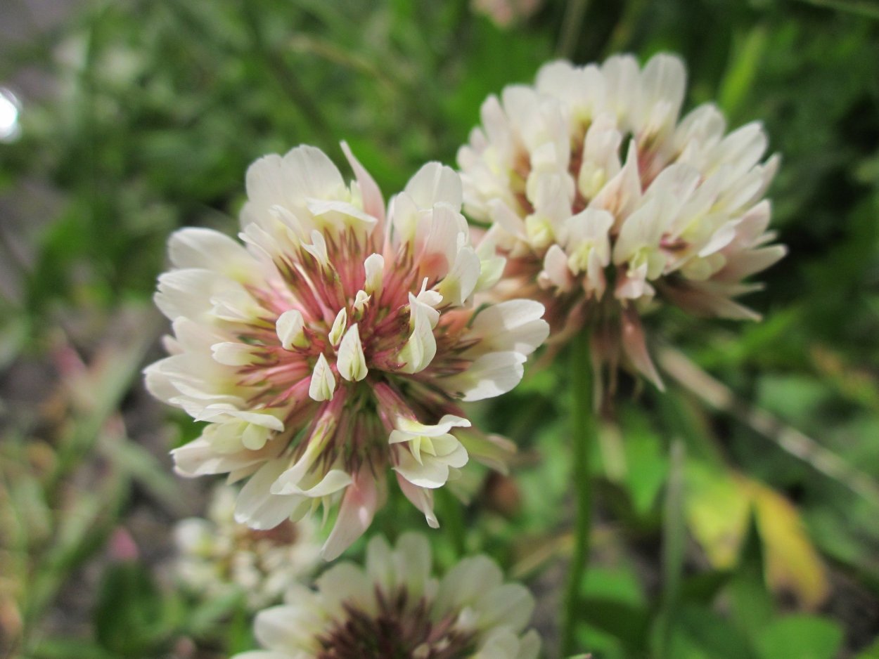 Клевер ползучий (Trifolium repens)