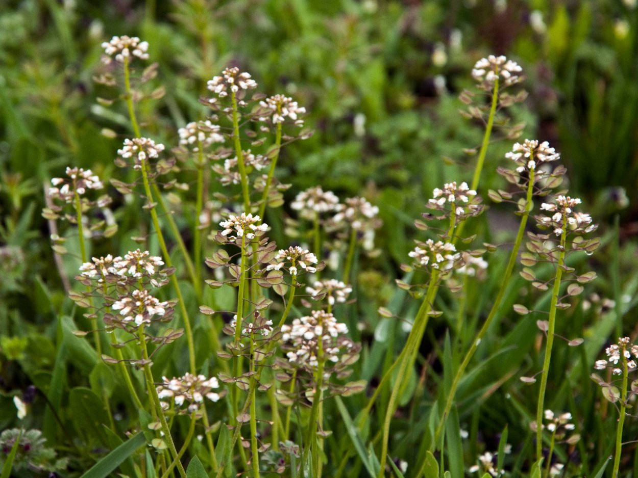 Кашка малашка растение