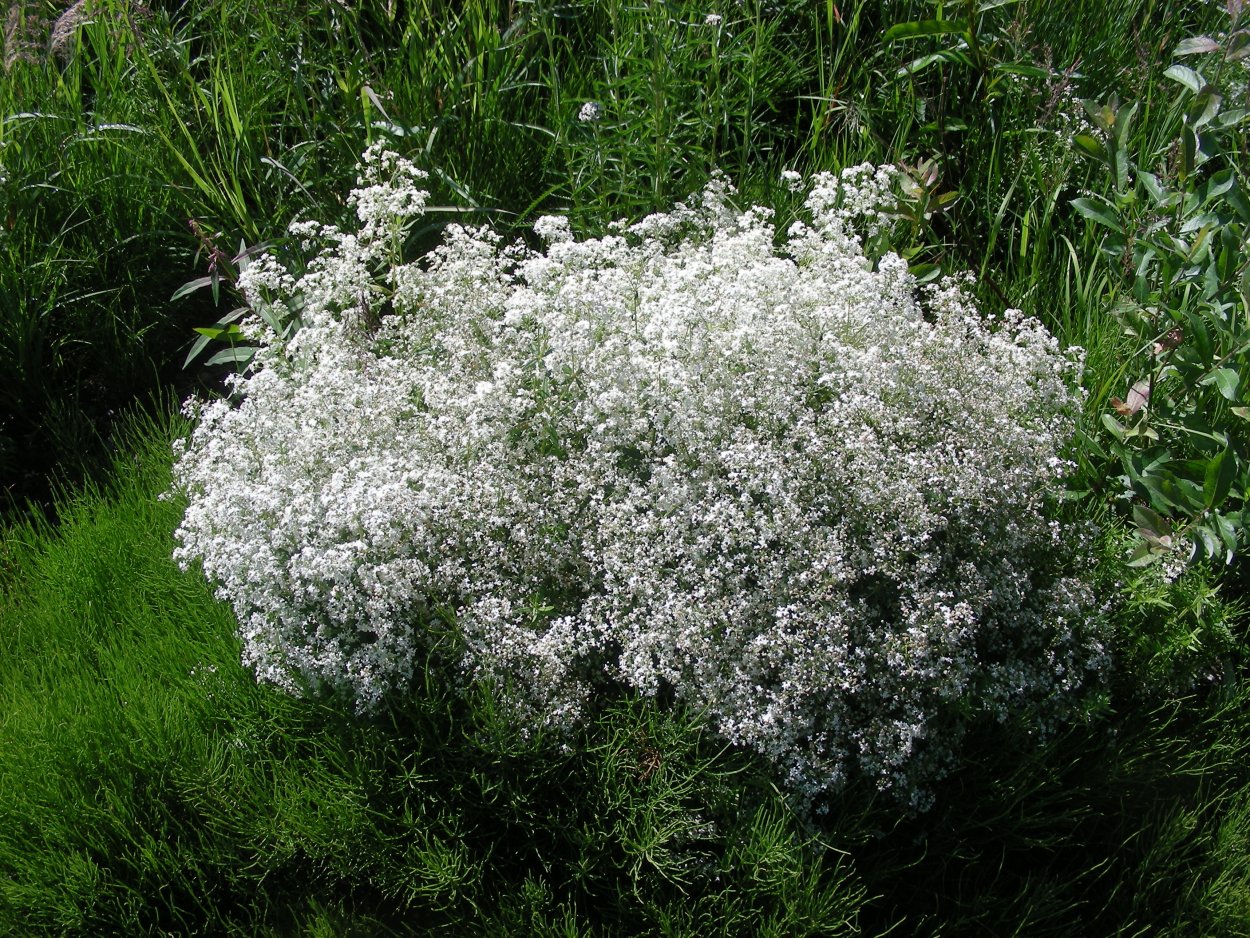 Белая кашка растение