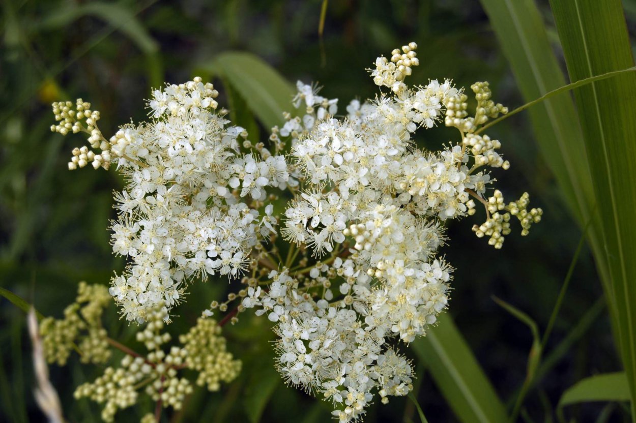 Таволга вязолистная