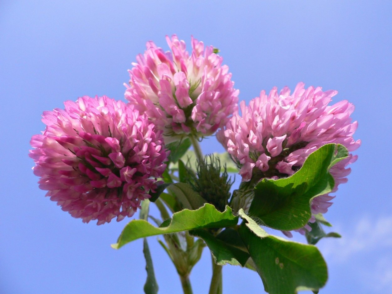 Клевер красный