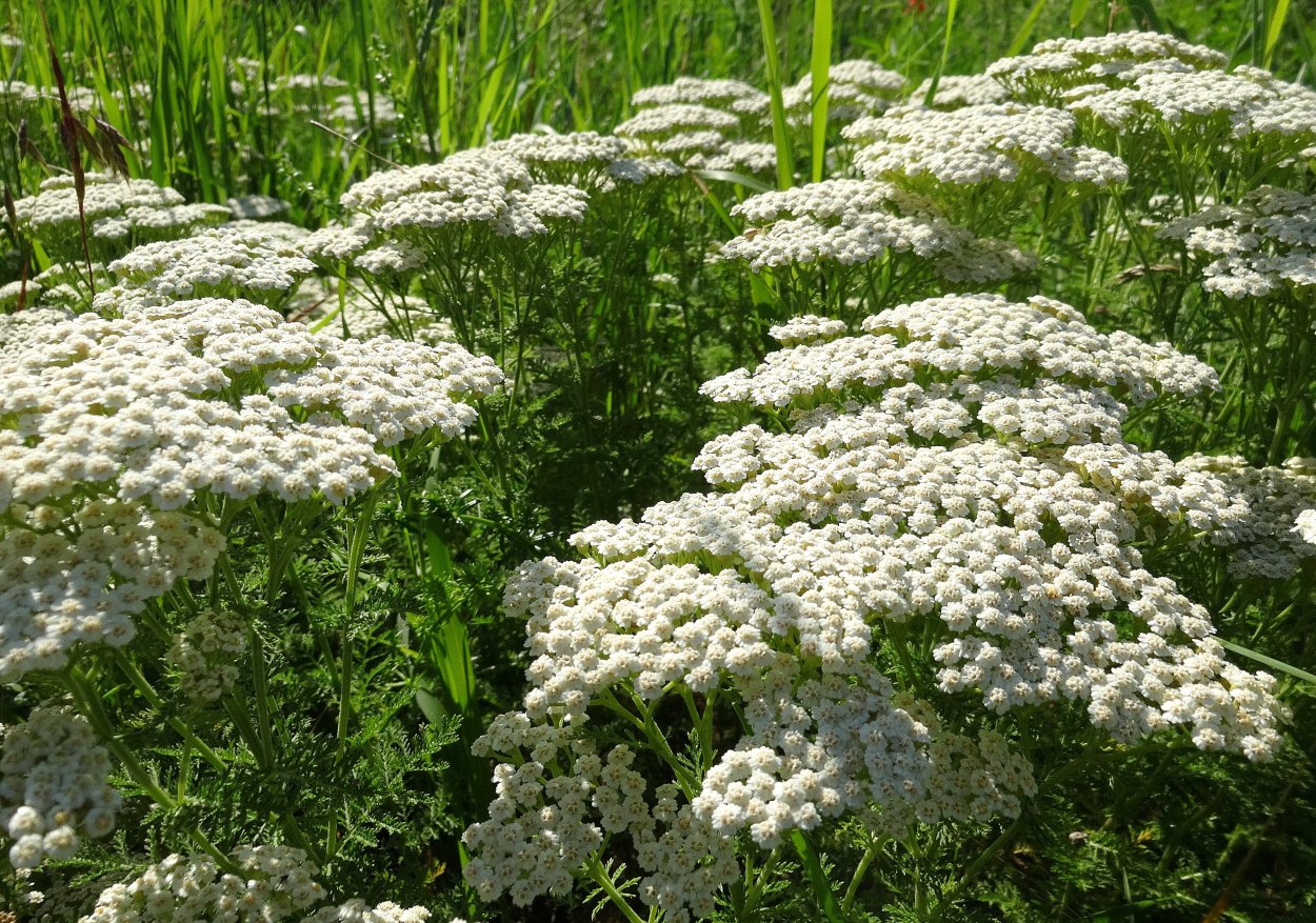 Тысячелистник обыкновенный (Achillea millefolium)