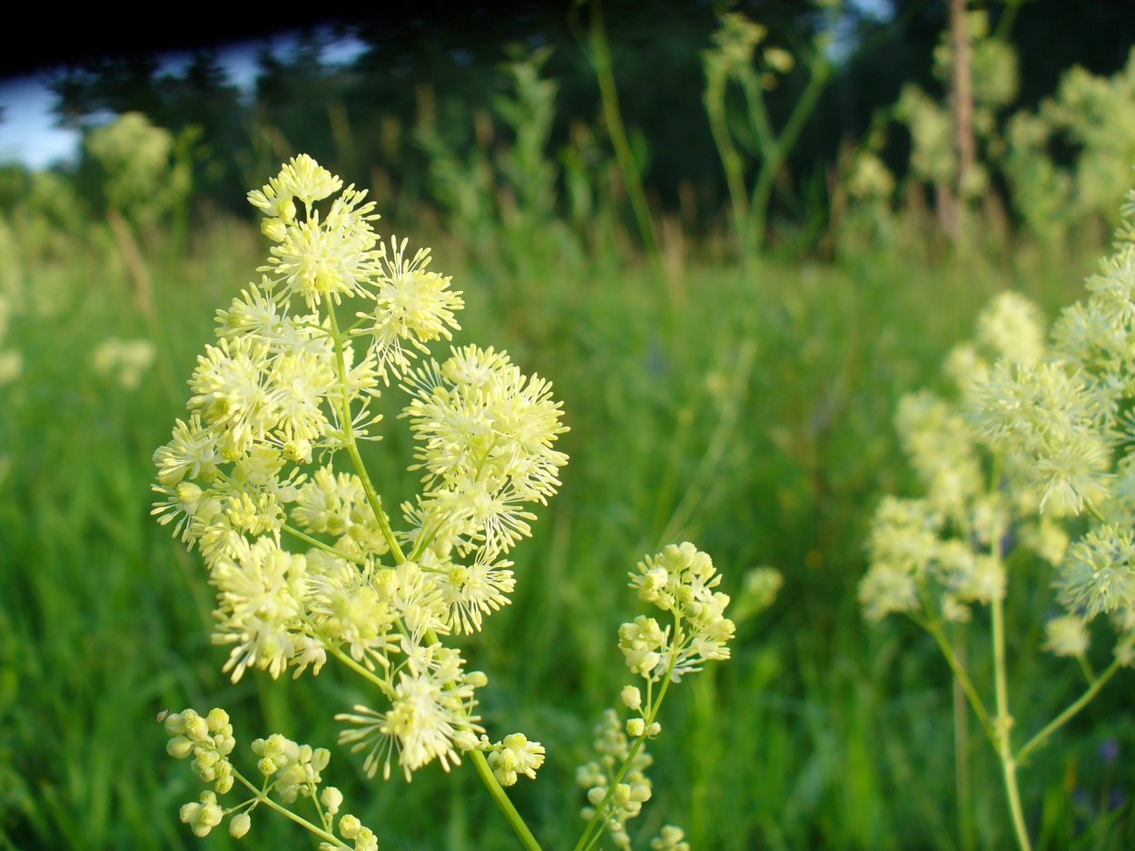 Василистник Луговой