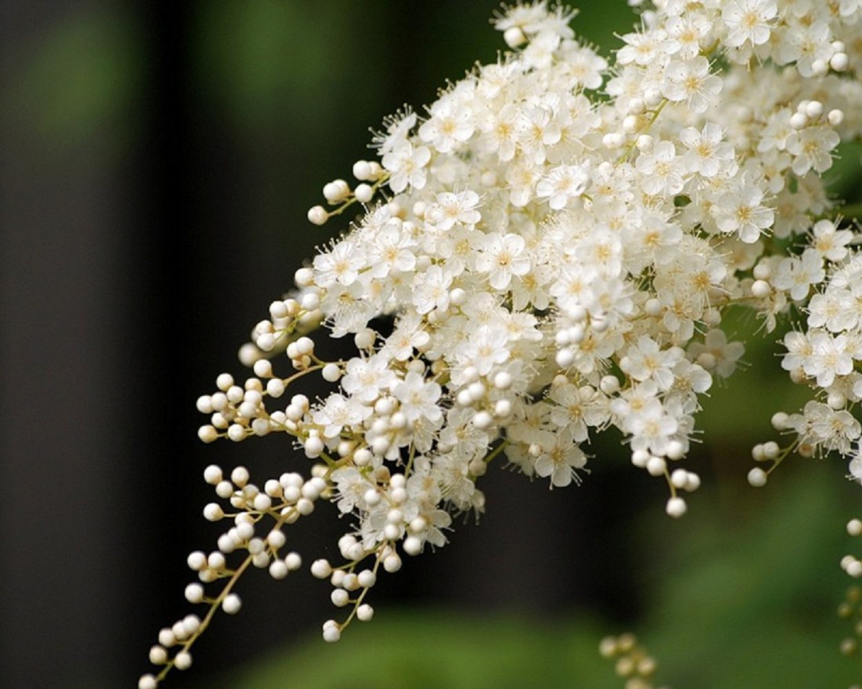 Весна черемуха