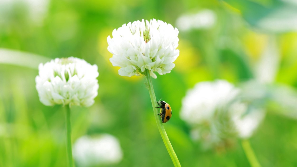 Белая кашка растение