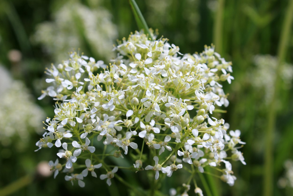 Тысячелистник с сиреневыми цветами