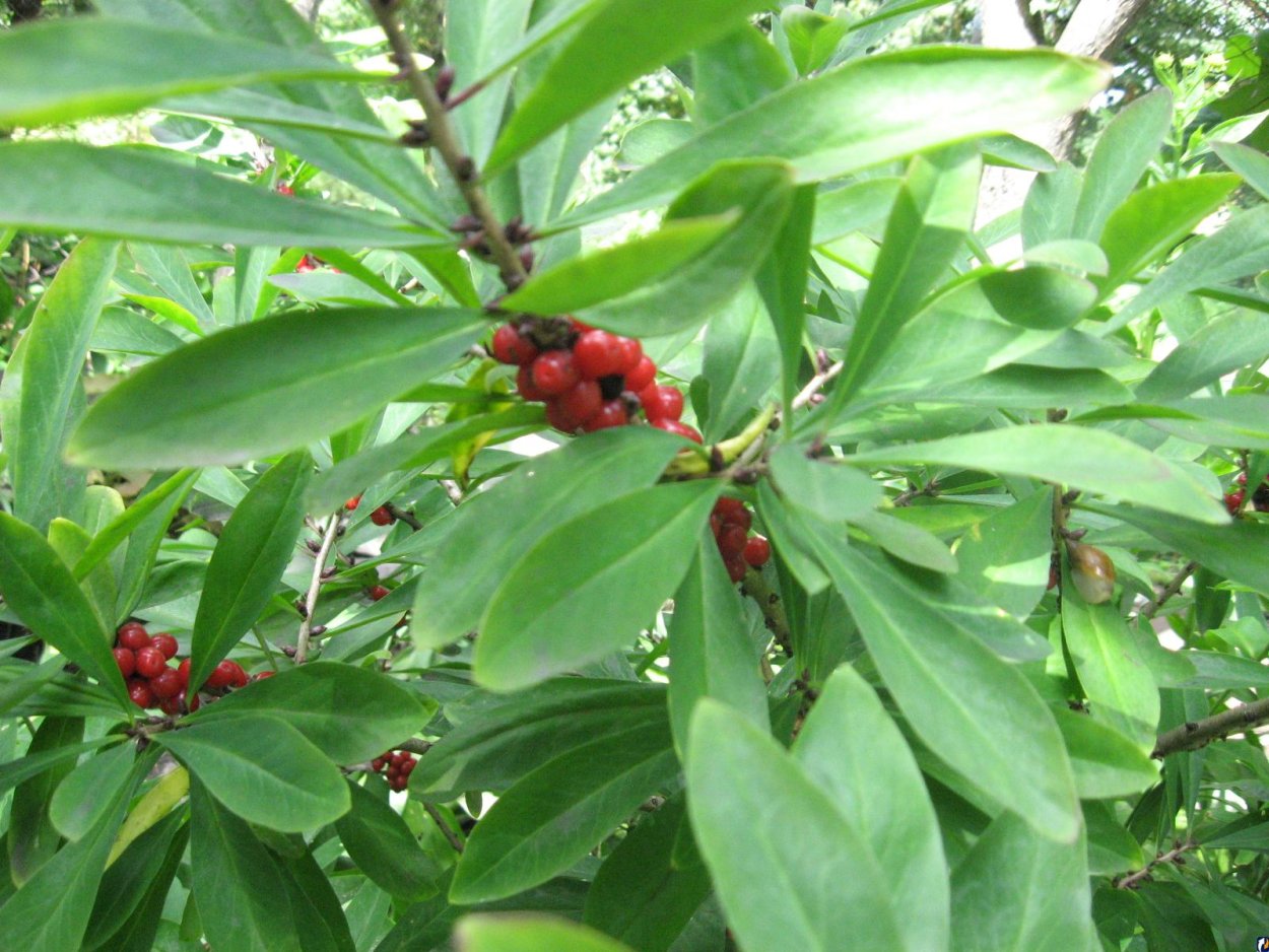 Волчье лыко ягода