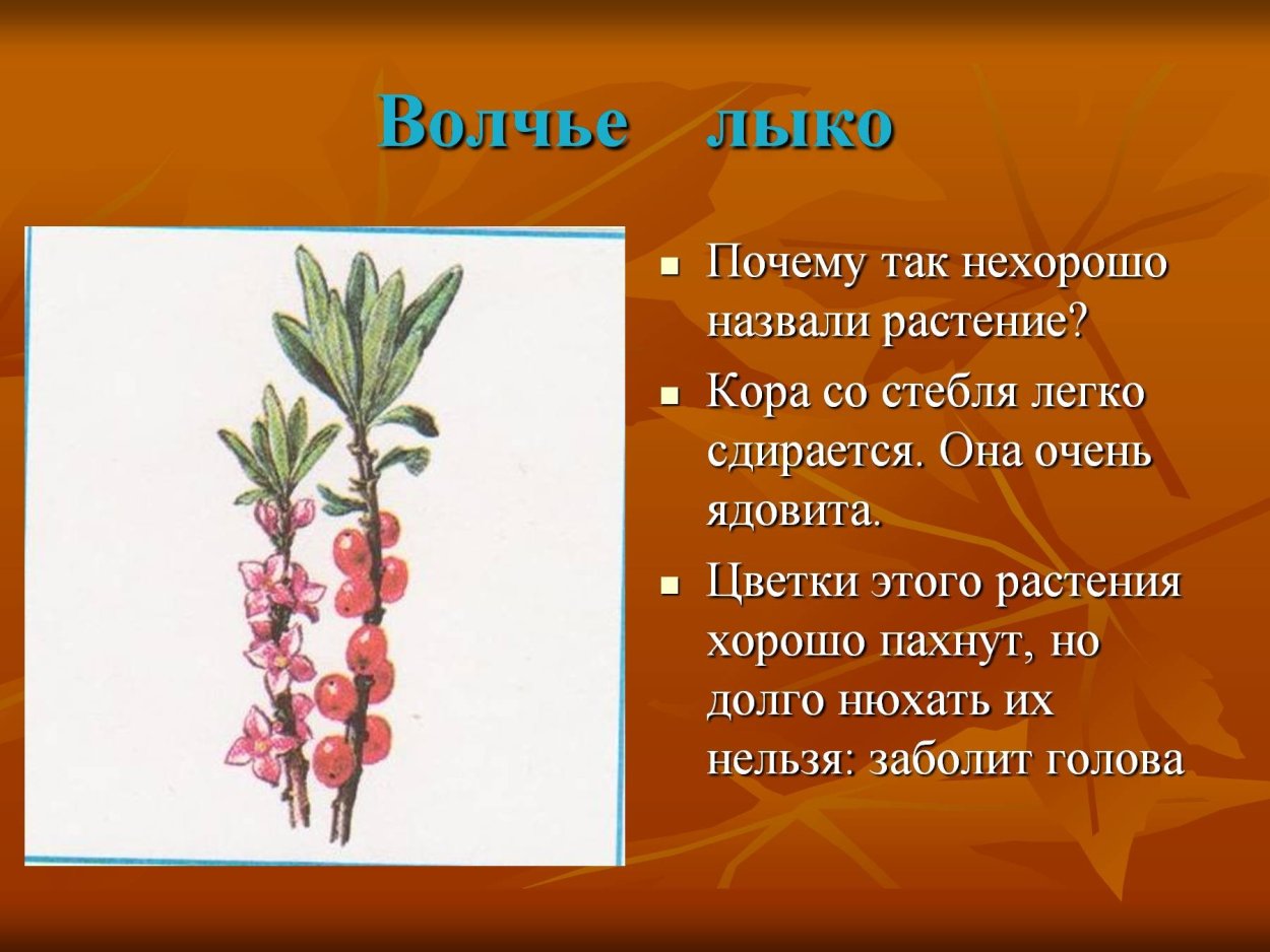 Ядовитые ягоды Волчье лыко