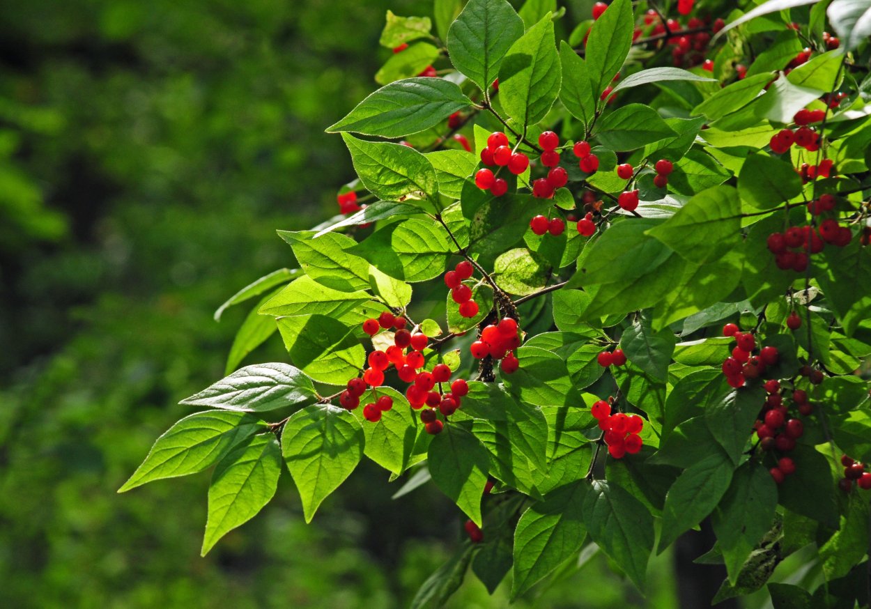 Жимолость Татарская (Lonícera tatárica)