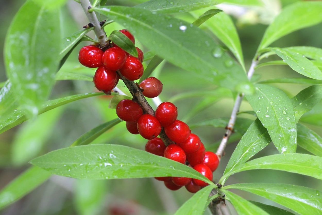 Жимолость Волчья ягода