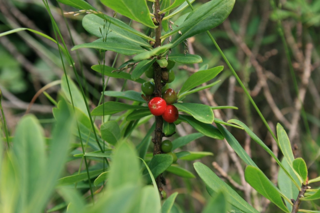 Жимолость Волчья ягода