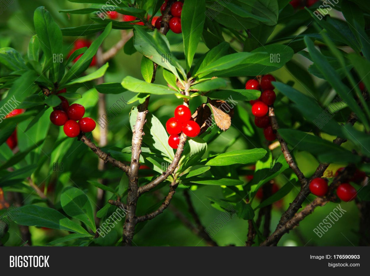 Волчье лыко (Волчеягодник обыкновенный)