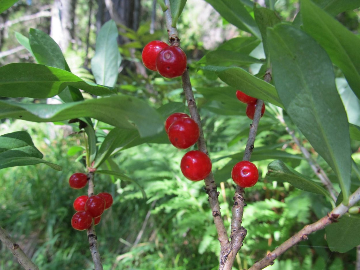 Вечнозеленое растение с красными ягодами