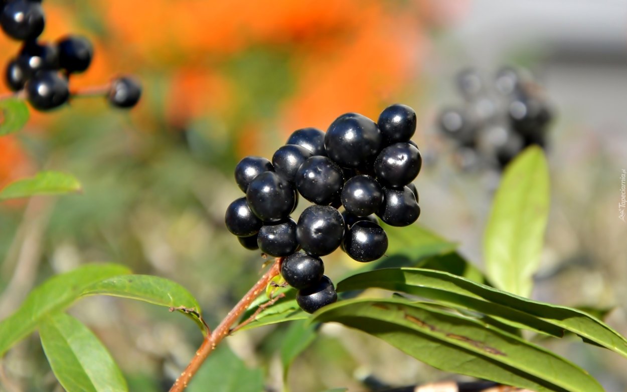 Жимолость Лесная