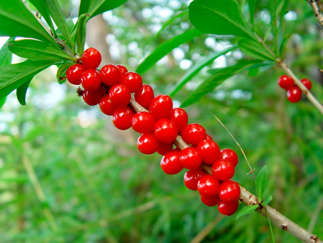 Растения Полевского