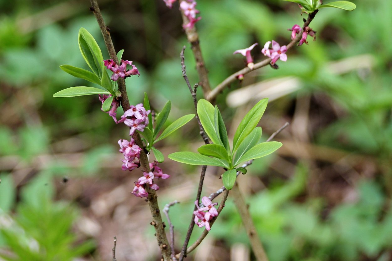 Несъедобные Лесные ягоды названия